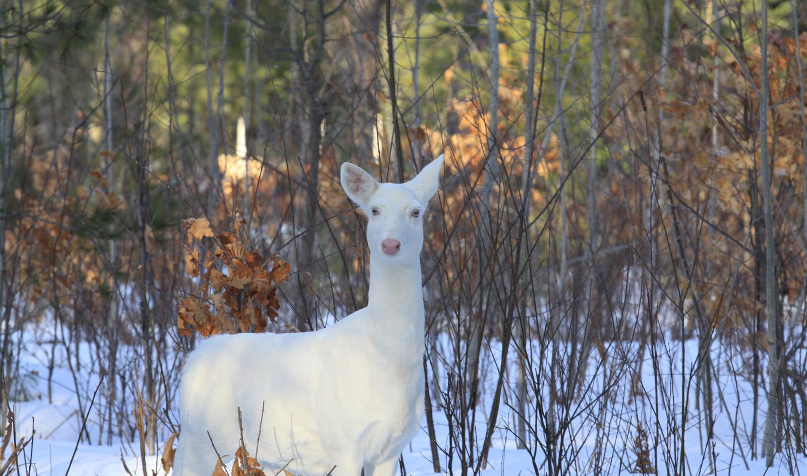 Albino Deer 2011apr04 7126
