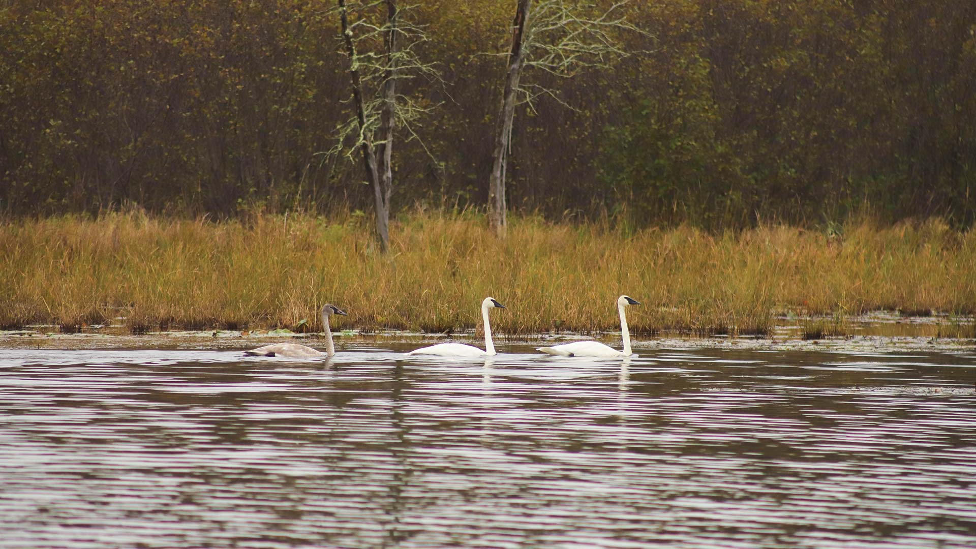 Fall Birding