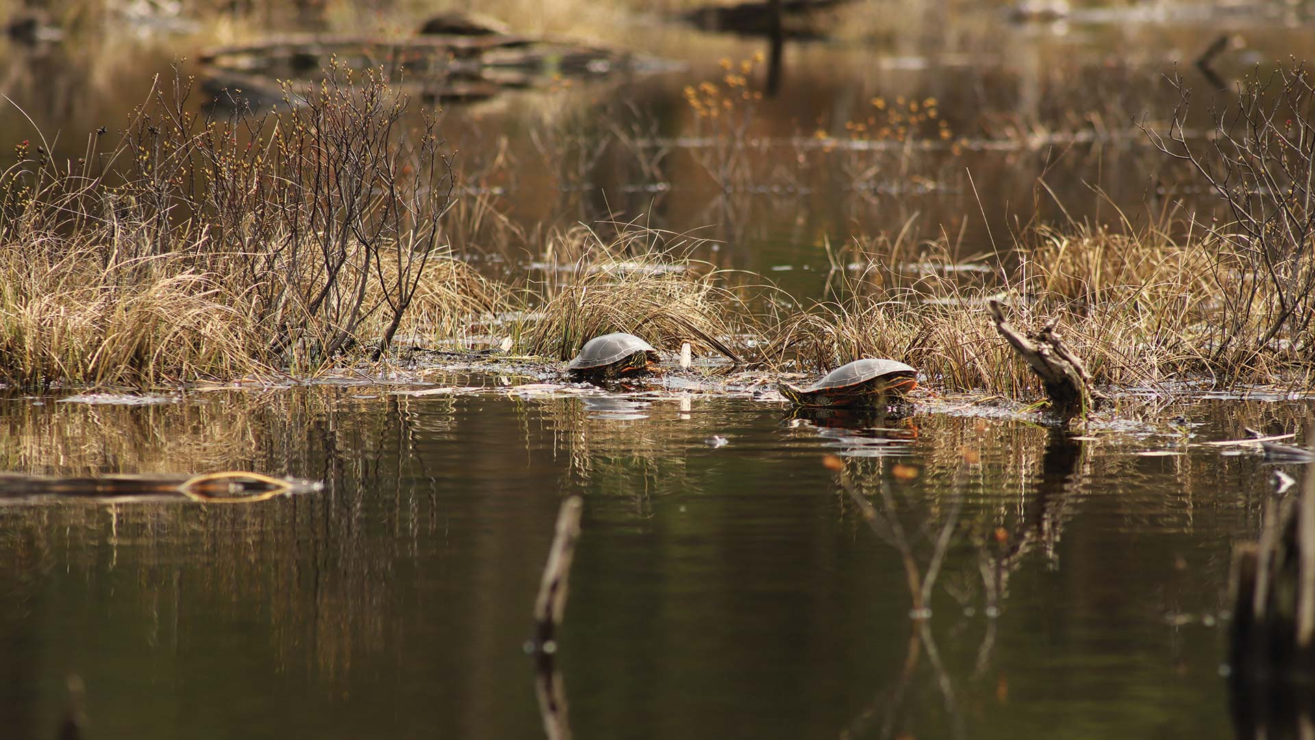 Turtles on the surface of Manitowish River