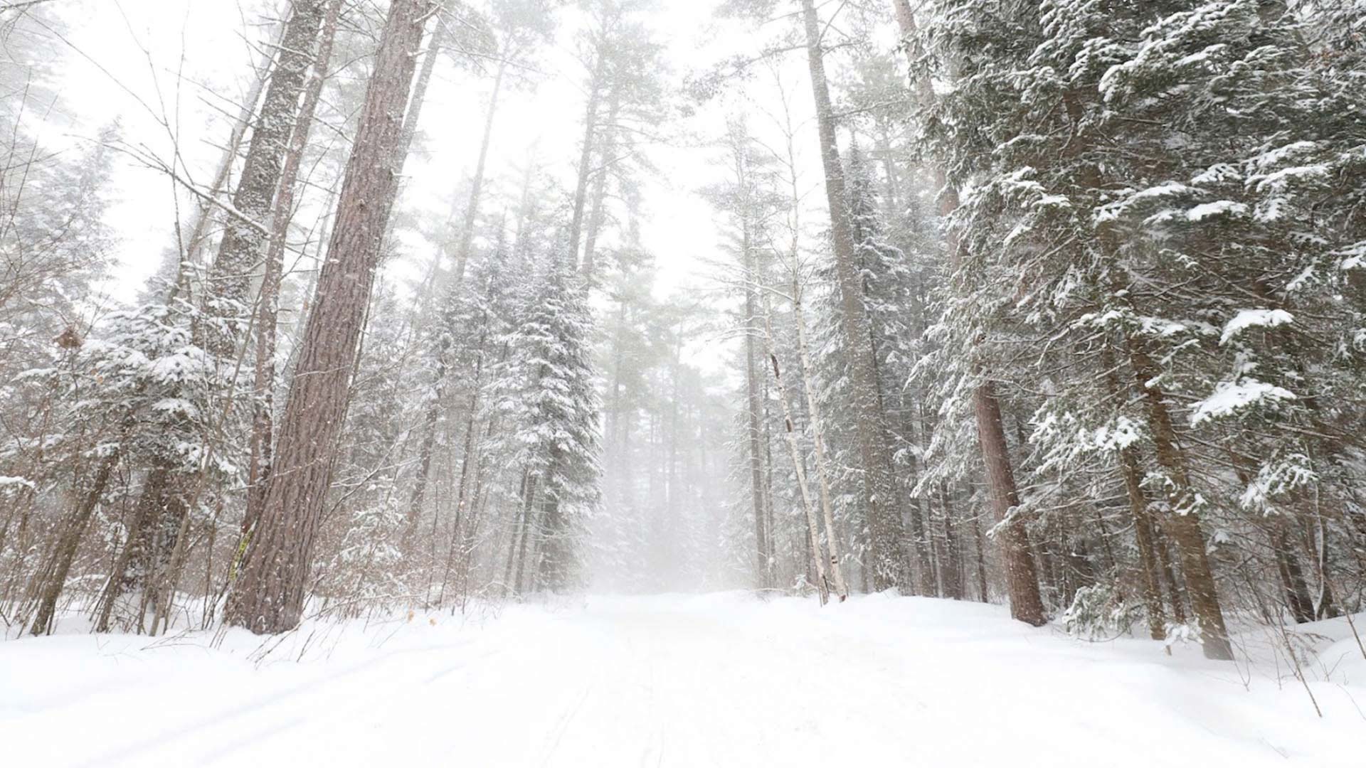 Trail winding between snow covered pine trees