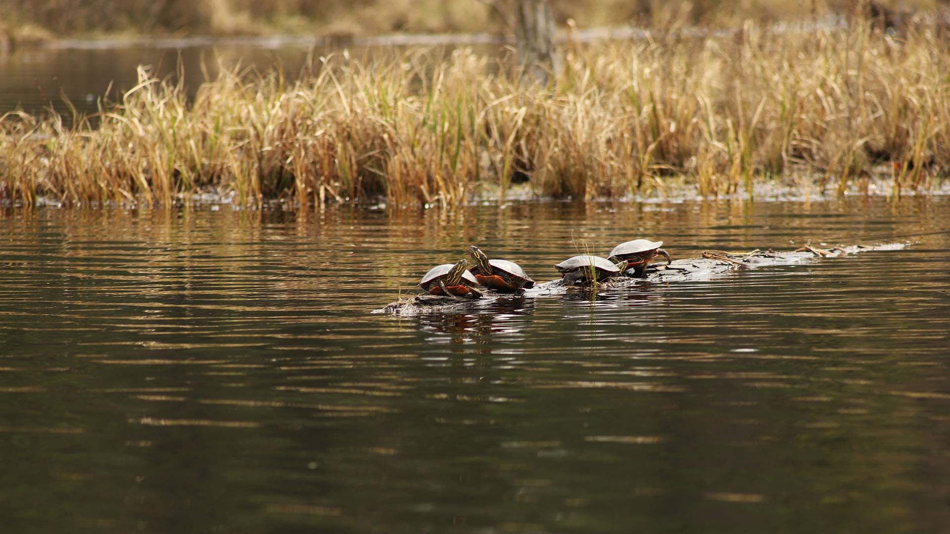 Turtles gathered on a log