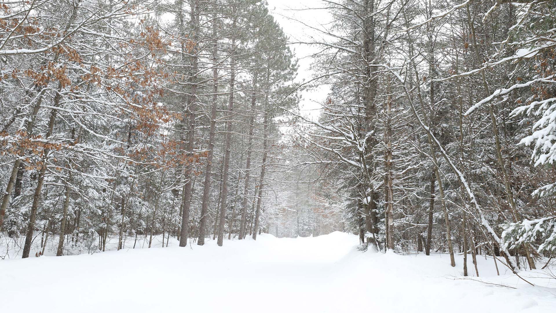 Snowy trail winding between the trees