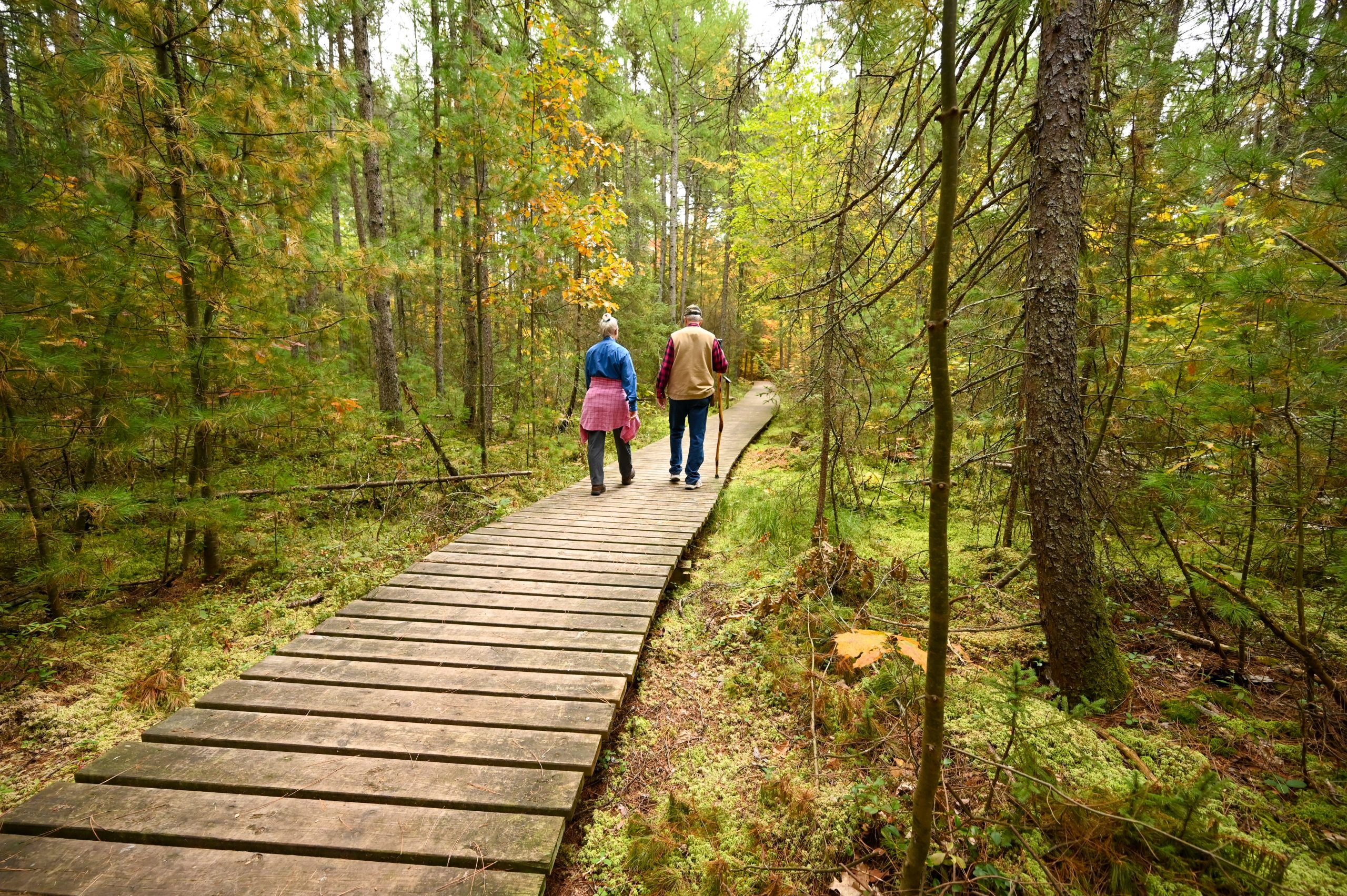 two people hiking in the forest on wooden path